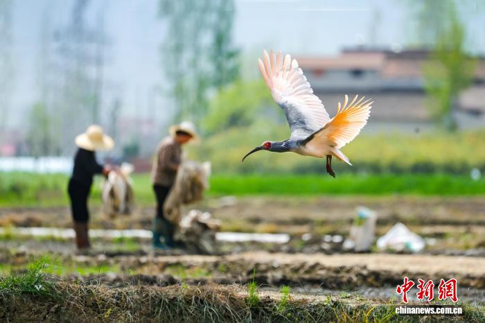 春日秦岭腹地美如画朱鹮田间蹁跹觅食