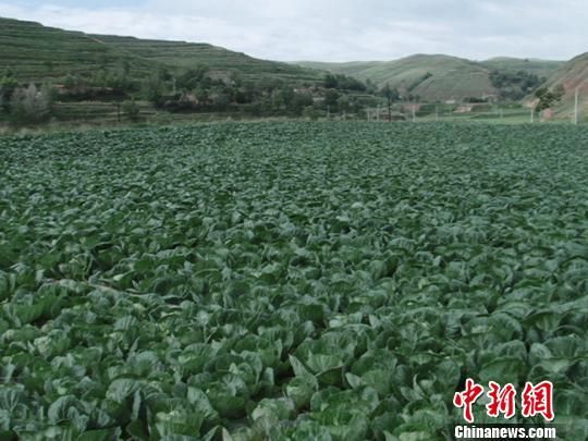 图为临洮县连儿湾乡高原夏菜长势喜人。　王永林 摄