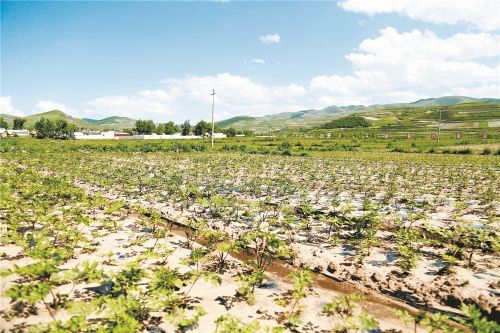 当归标准化种植基地（后斌杰 摄）
