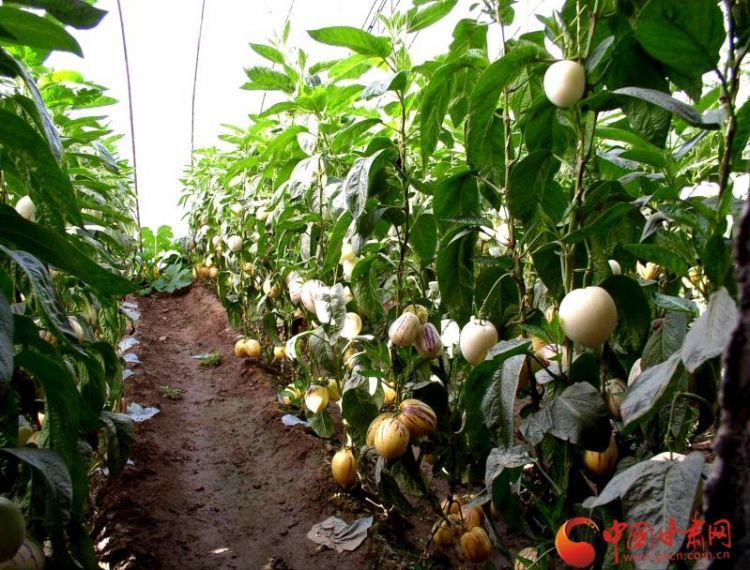 cd2269a884caced_w799_h608