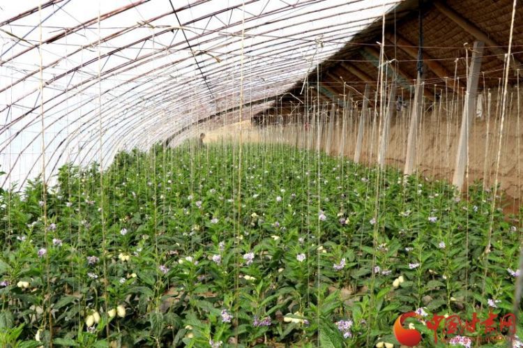 4544393adf6e338_w800_h533