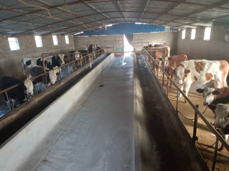 GgsfshC007012_20220122_CBMFN0A002